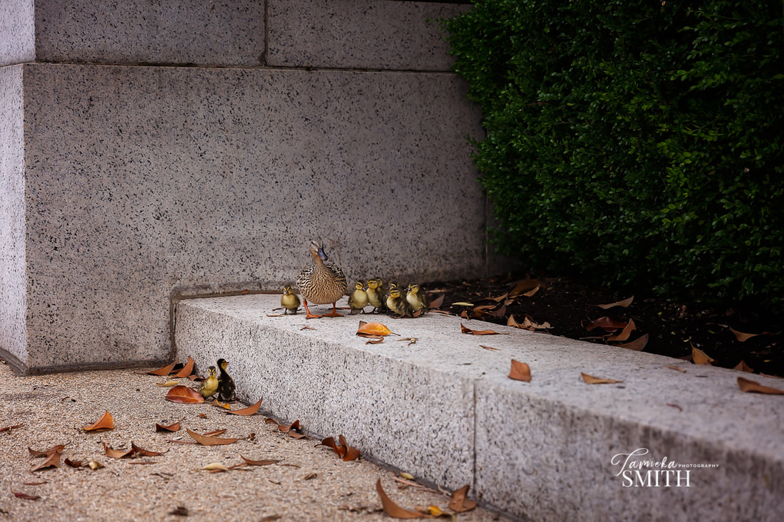 Ducklings in Washington DC at The National Archives Museum
