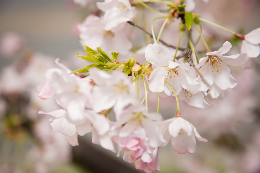 Friday Fives Washington D.C. Cherry Blossom Tips by Northern Virginia and Los Angeles Family Photographer