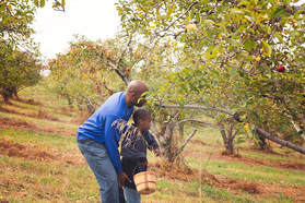 Picking apples in Northern Virginia
