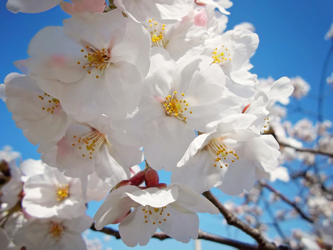 Cherry-Blossoms-Tamieka-Smith-Photography, Washington D.C. Photographer, Cherry Blossoms in Washington D.C.