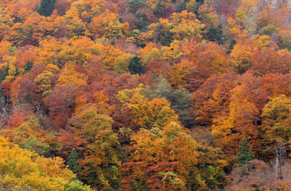 Fall Foliage in Northern Virginia