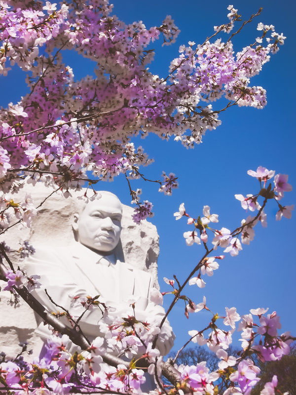 Martin Luther King Monument with Cherry Blossom Trees in Washington D.C. by Northern Virginia Photographer