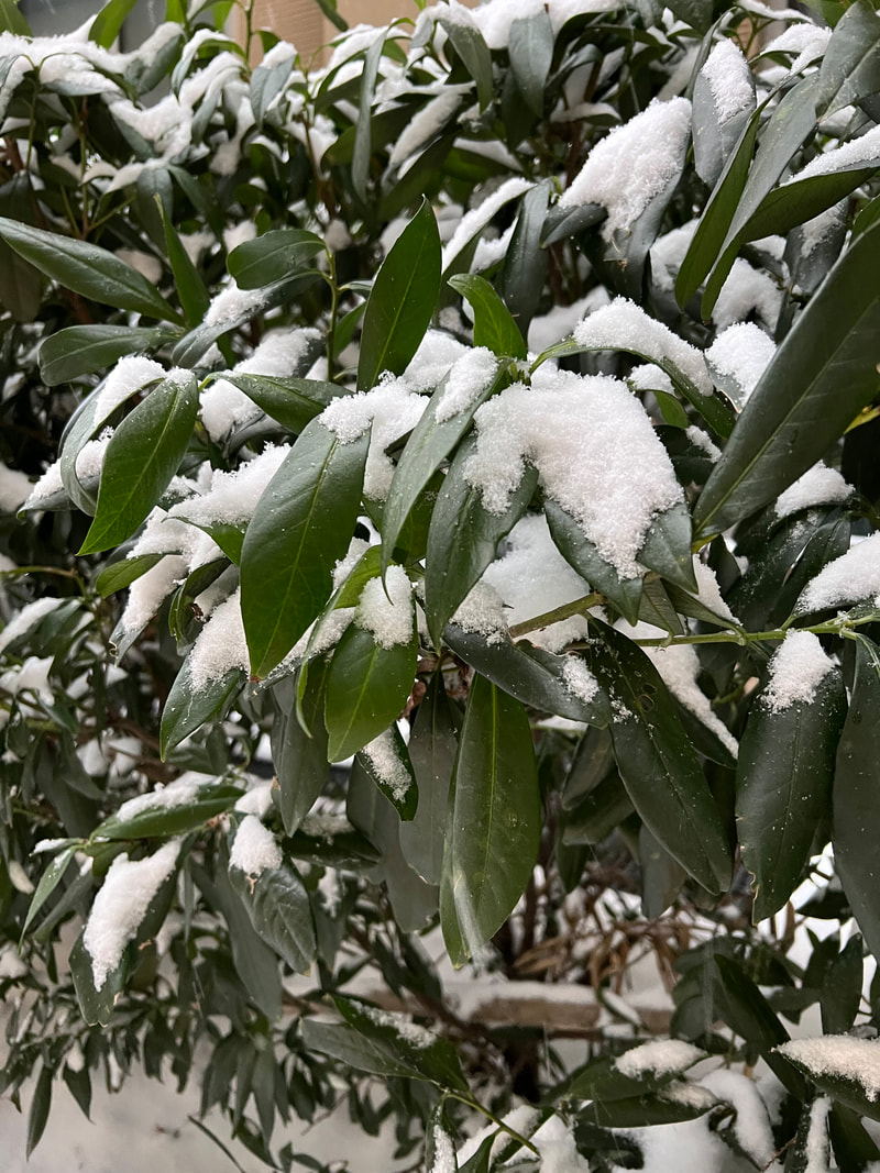 Snow on bushes near Gaylord National Resort and Convention Center near Washington DC during photography conference