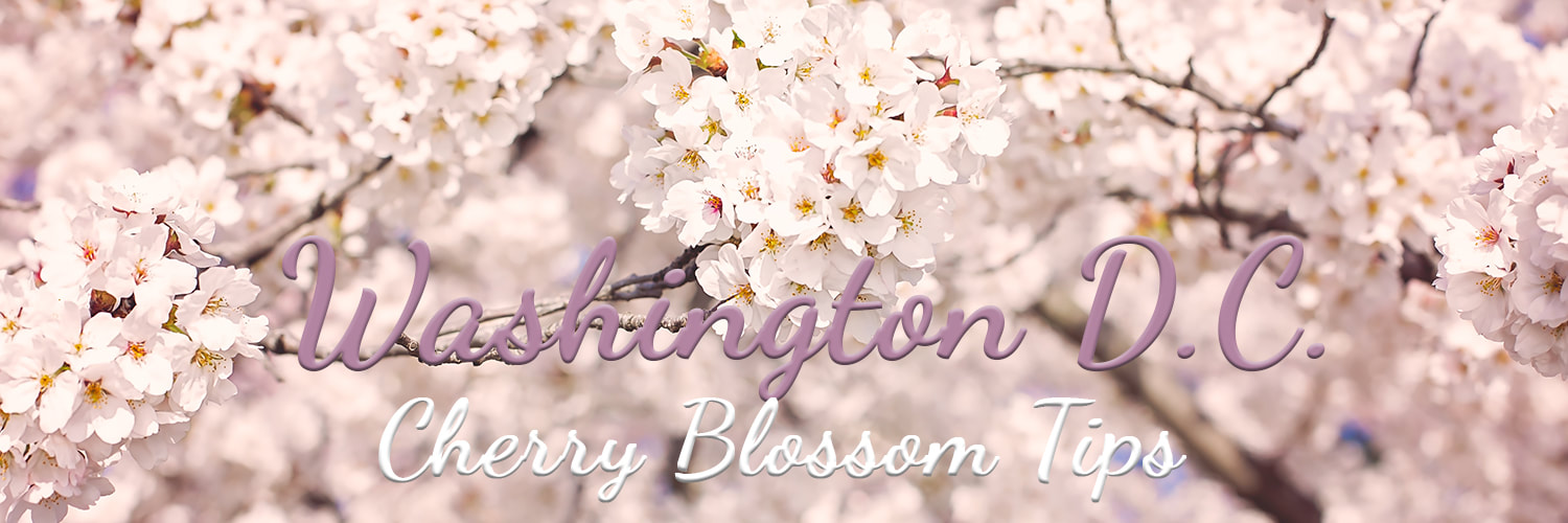 Washington D.C. Cherry Blossom Tips from Northern Virginia Family Photographer based in Woodbridge Virginia