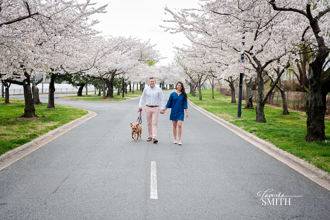 Northern Virginia Photographer taking pictures with the Cherry Blossoms